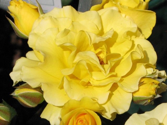  photo SparkleandShineatfarmsupplyIMG_0850_zpse61504c6.jpg